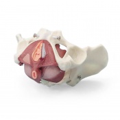 Erler-Zimmer Female Pelvis Model with Pelvic Floor Muscles